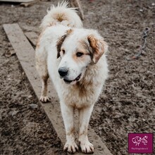 VANILLE, Hund, Herdenschutzhund in Rumänien - Bild 1