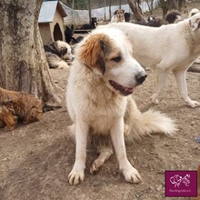 VANILLE, Hund, Herdenschutzhund in Rumänien - Bild 10