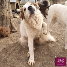 VANILLE, Hund, Herdenschutzhund in Rumänien - Bild 11