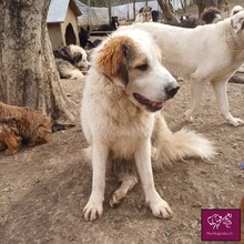 VANILLE, Hund, Herdenschutzhund in Rumänien - Bild 12