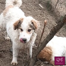 VANILLE, Hund, Herdenschutzhund in Rumänien - Bild 6