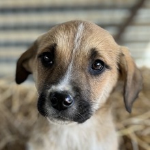 BRANDY, Hund, Mischlingshund in Griechenland - Bild 1