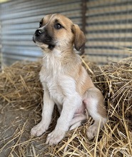 BRANDY, Hund, Mischlingshund in Griechenland - Bild 10