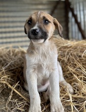 BRANDY, Hund, Mischlingshund in Griechenland - Bild 11