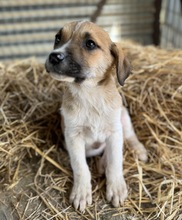 BRANDY, Hund, Mischlingshund in Griechenland - Bild 12