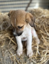 BRANDY, Hund, Mischlingshund in Griechenland - Bild 14