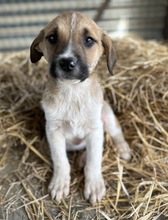 BRANDY, Hund, Mischlingshund in Griechenland - Bild 15