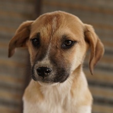 BRANDY, Hund, Mischlingshund in Griechenland - Bild 16