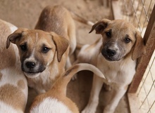 BRANDY, Hund, Mischlingshund in Griechenland - Bild 19