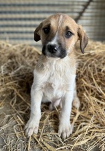 BRANDY, Hund, Mischlingshund in Griechenland - Bild 2