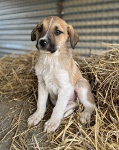 BRANDY, Hund, Mischlingshund in Griechenland - Bild 3