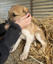 BRANDY, Hund, Mischlingshund in Griechenland - Bild 4