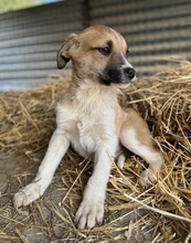 BRANDY, Hund, Mischlingshund in Griechenland - Bild 5