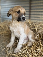 BRANDY, Hund, Mischlingshund in Griechenland - Bild 6