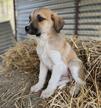 BRANDY, Hund, Mischlingshund in Griechenland - Bild 9