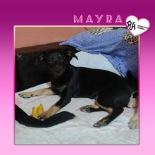 MAYRA, Hund, Mischlingshund in Bulgarien - Bild 1