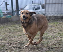 TÜCSÖK, Hund, Mischlingshund in Ungarn - Bild 1