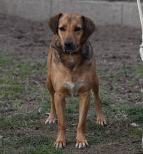 TÜCSÖK, Hund, Mischlingshund in Ungarn - Bild 2