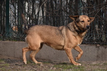 TÜCSÖK, Hund, Mischlingshund in Ungarn - Bild 3