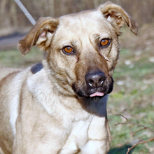 NUSI, Hund, Mischlingshund in Ungarn - Bild 1