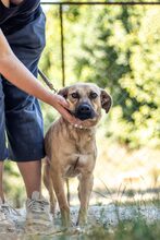 NUSI, Hund, Mischlingshund in Ungarn - Bild 2