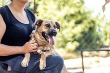 NUSI, Hund, Mischlingshund in Ungarn - Bild 3