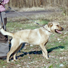 NUSI, Hund, Mischlingshund in Ungarn - Bild 4