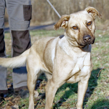 NUSI, Hund, Mischlingshund in Ungarn - Bild 5