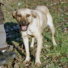 NUSI, Hund, Mischlingshund in Ungarn - Bild 6