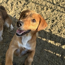 DAVID, Hund, Mischlingshund in Ungarn - Bild 1