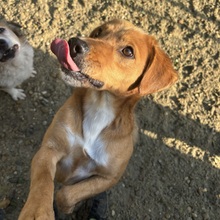 DAVID, Hund, Mischlingshund in Ungarn - Bild 2