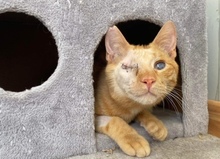 BARLEY, Katze, Hauskatze in Griechenland