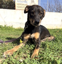 RIO, Hund, Mischlingshund in Griechenland