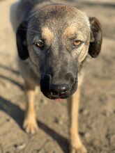 LOLA, Hund, Mischlingshund in Rumänien - Bild 1