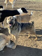 LOLA, Hund, Mischlingshund in Rumänien - Bild 3