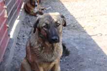 LOLA, Hund, Mischlingshund in Rumänien - Bild 4