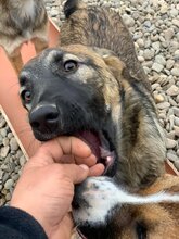 LOLA, Hund, Mischlingshund in Rumänien - Bild 5