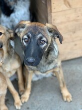 LOLA, Hund, Mischlingshund in Rumänien - Bild 7