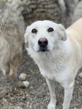 LISSY, Hund, Mischlingshund in Rumänien - Bild 1