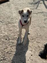 LISSY, Hund, Mischlingshund in Rumänien - Bild 10