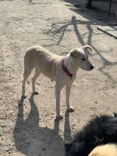 LISSY, Hund, Mischlingshund in Rumänien - Bild 11