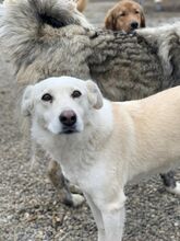 LISSY, Hund, Mischlingshund in Rumänien - Bild 2