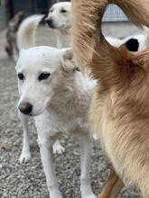 LISSY, Hund, Mischlingshund in Rumänien - Bild 5