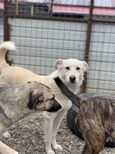 LISSY, Hund, Mischlingshund in Rumänien - Bild 6