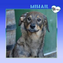 MIHAIL, Hund, Mischlingshund in Bulgarien - Bild 1