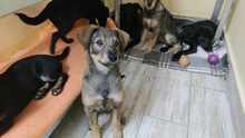 MIHAIL, Hund, Mischlingshund in Bulgarien - Bild 3