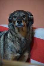 MIHAIL, Hund, Mischlingshund in Bulgarien - Bild 5