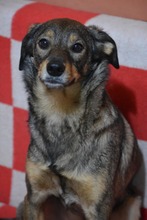 MIHAIL, Hund, Mischlingshund in Bulgarien - Bild 6