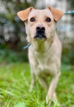 HÄNSEL, Hund, Labrador-Mix in Italien