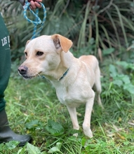 HÄNSEL, Hund, Labrador-Mix in Italien - Bild 2